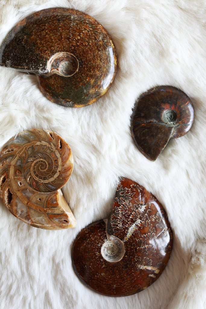 Several Whole Ammonite Fossils Shown Together