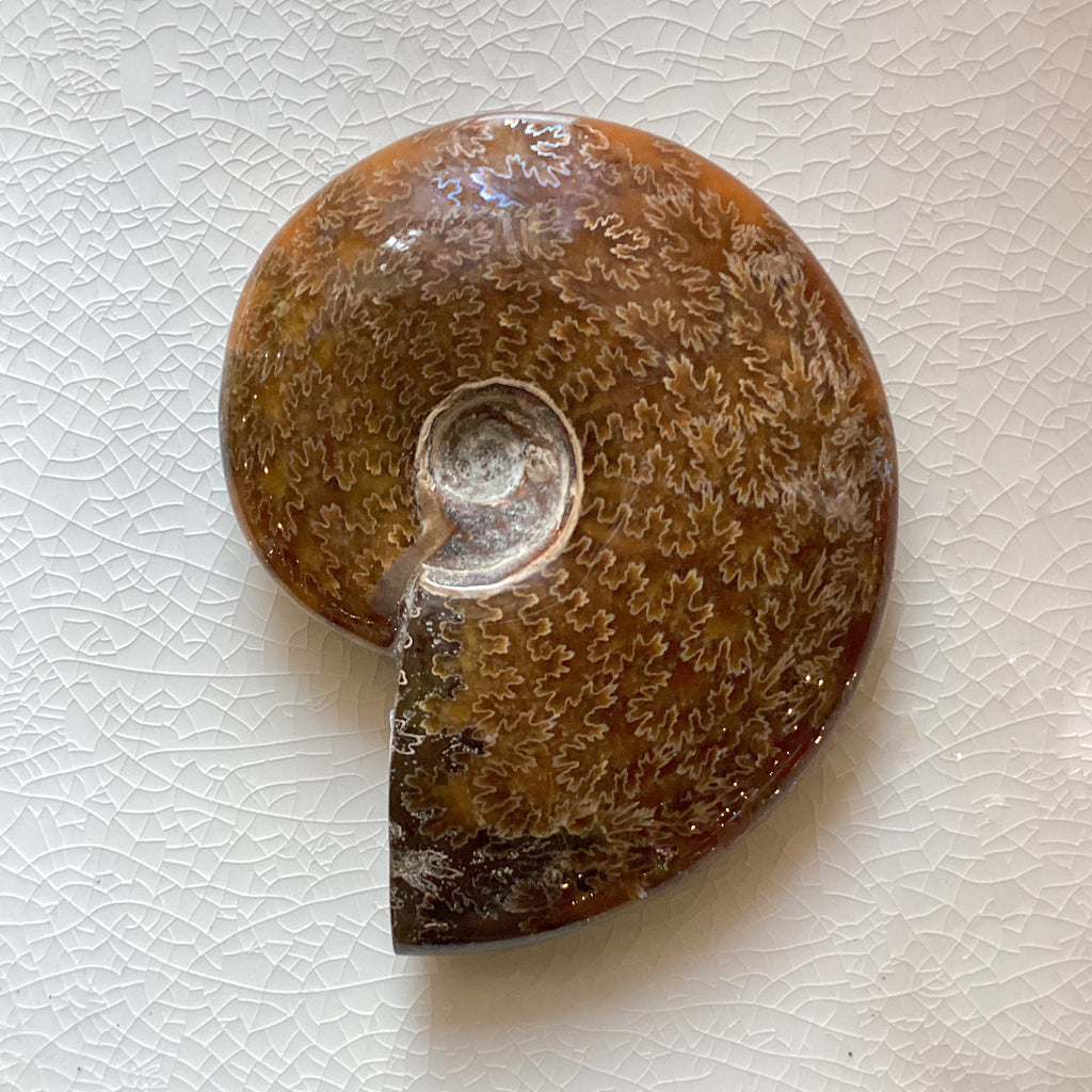 Ammonite Whole Fossil Specimen 300-400g