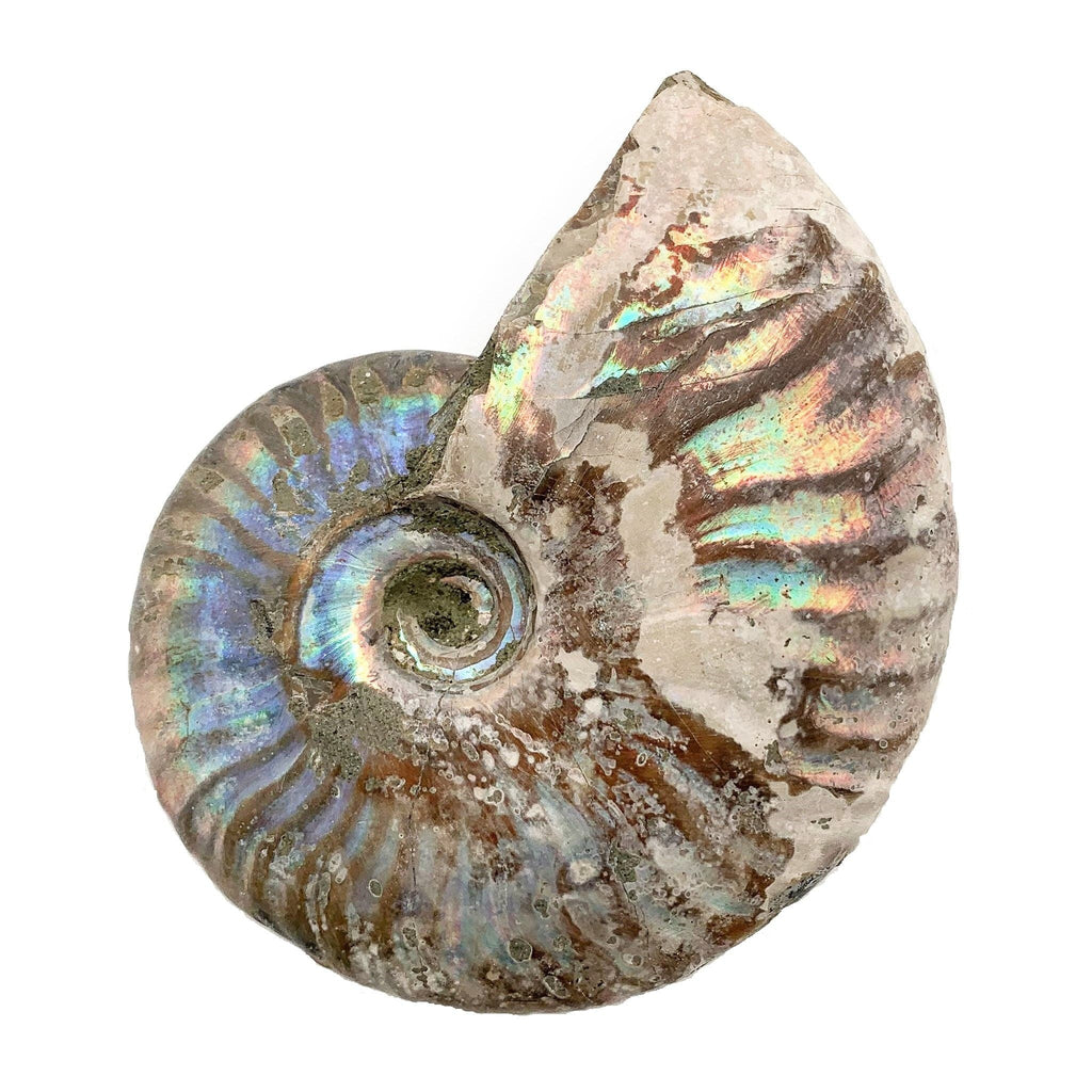 Ammonite Iridescent Fossil Specimen
