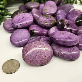 Stichptite Palm Stone Grou