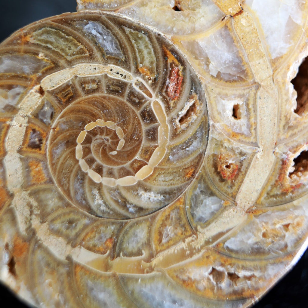 Detail of The Inside of an Ammonite Half