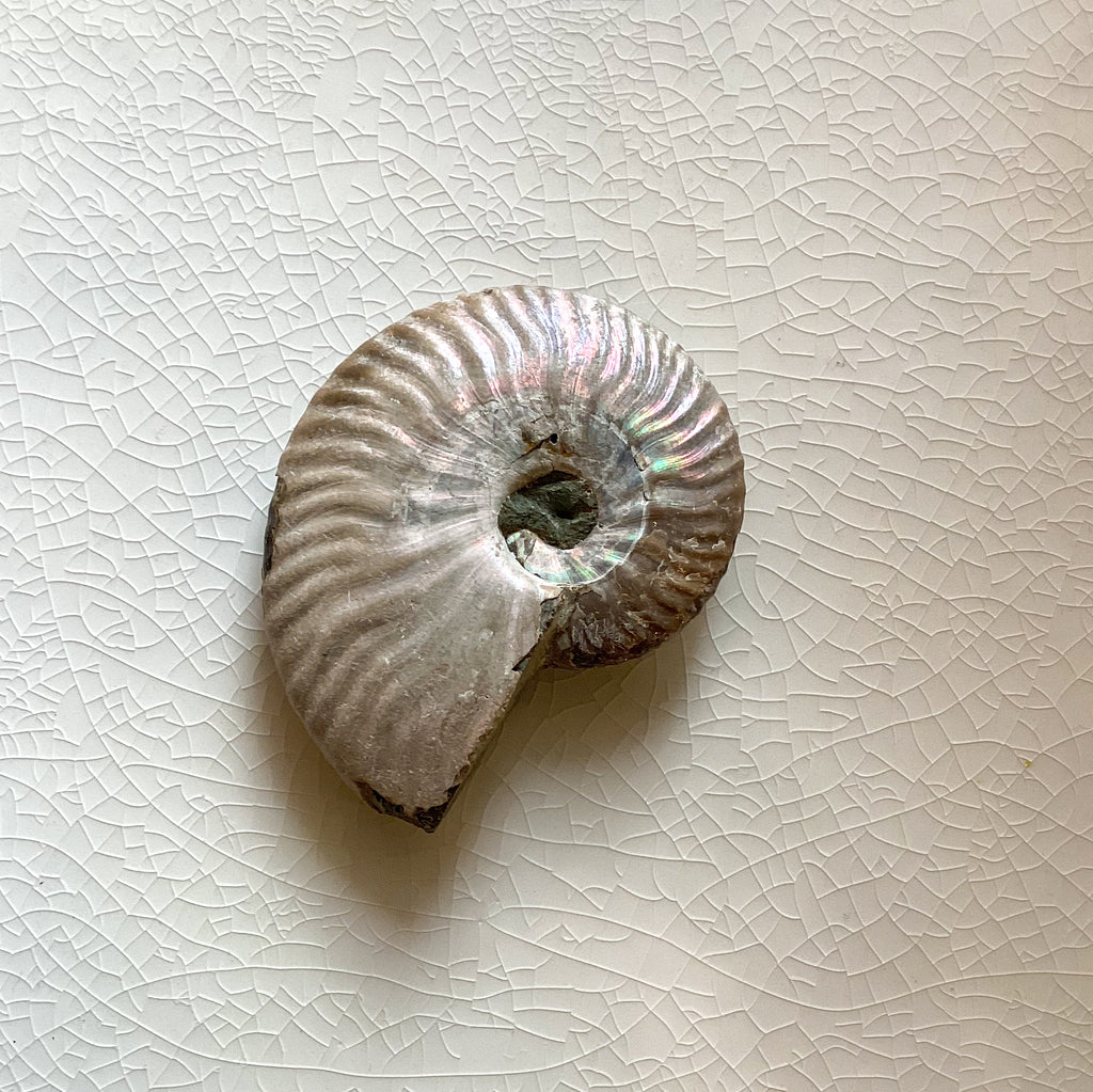 Ammonite Iridescent Fossil Specimen 150-200g