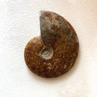 Ammonite Whole Fossil Specimen