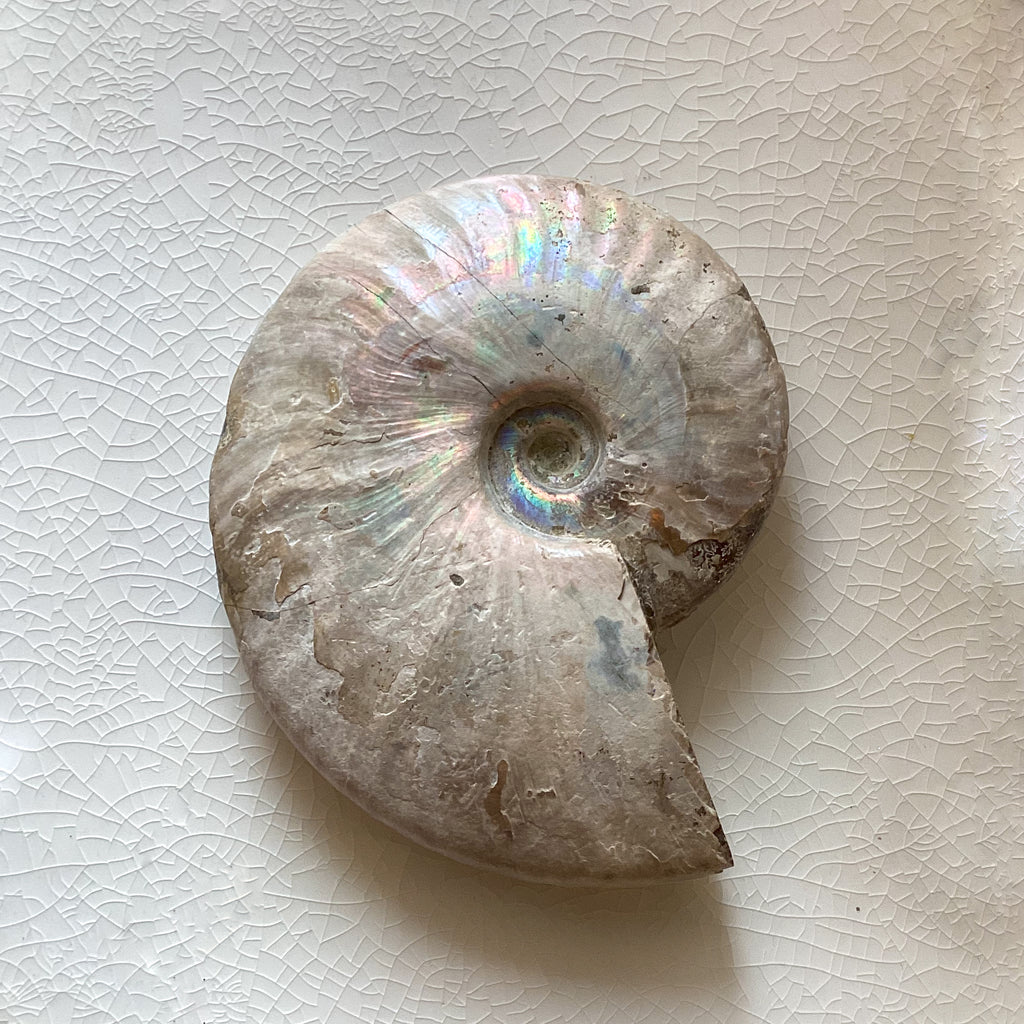 Ammonite Iridescent Fossil Specimen 400-500g
