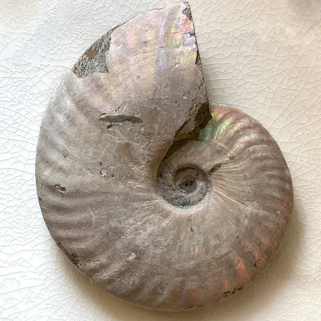 Ammonite Iridescent Fossil Specimen 800-1000g
