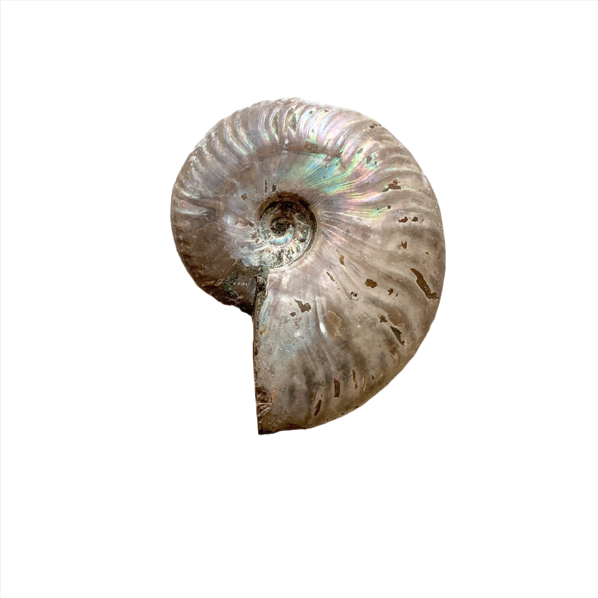 Ammonite Iridescent Fossil Specimen 200-250g