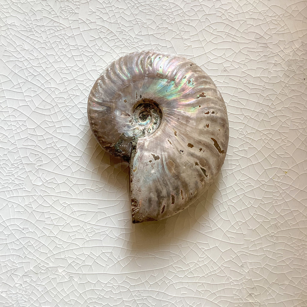 Ammonite Iridescent Fossil Specimen 200-250g