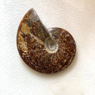 Ammonite Whole Fossil Specimen 400-500g