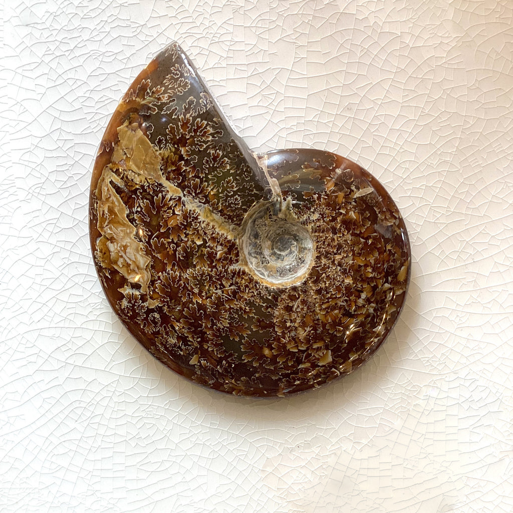 Ammonite Whole Fossil Specimen 400-500g