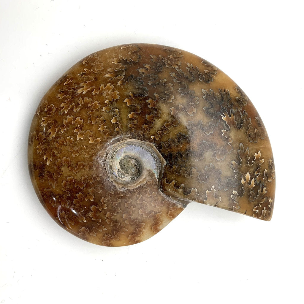 Ammonite Whole Fossil Specimen