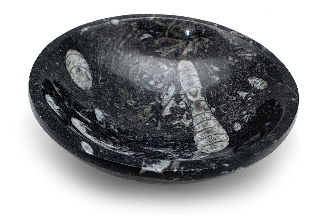 Orthoceras Fossil Bowl