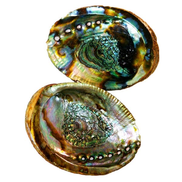 Abalone Shell