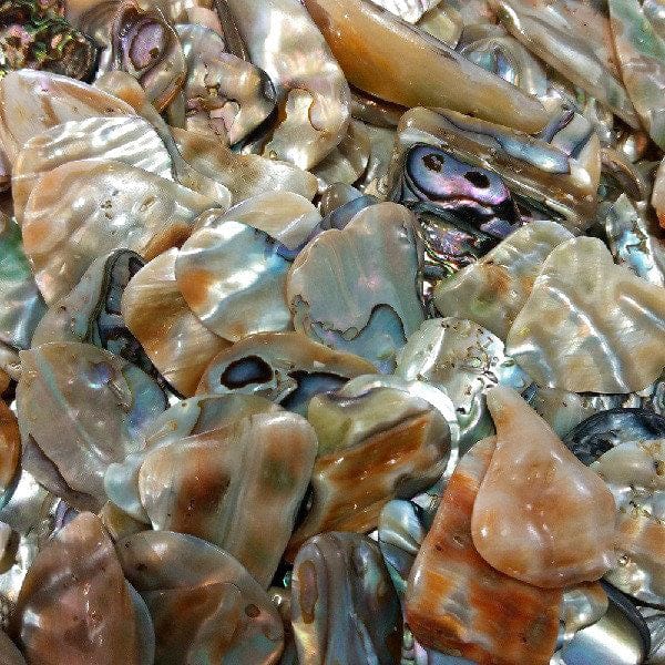 Abalone Shell Small Natural Pieces