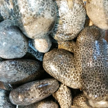 Bryozoan for grounding powerful emotions, accepting change