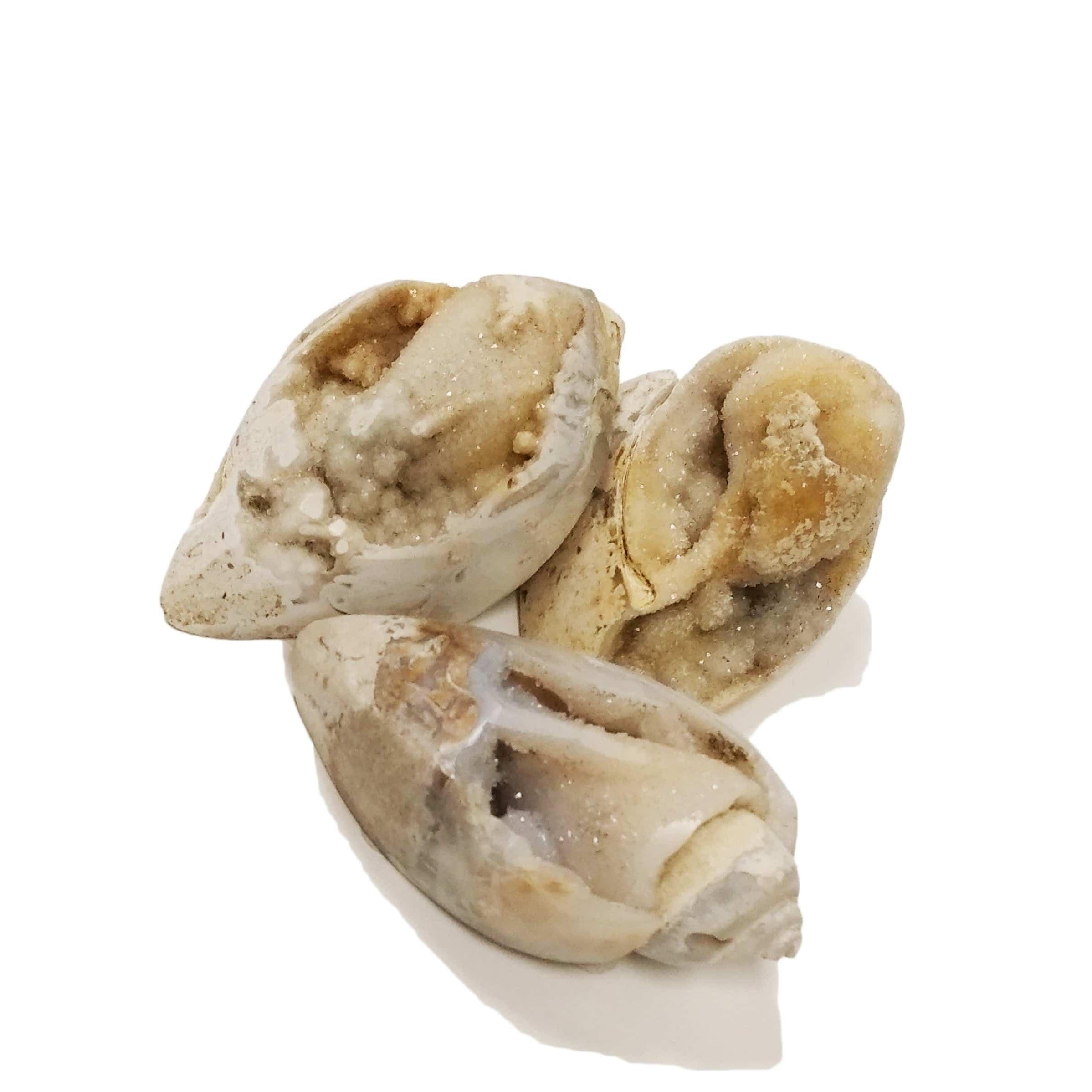 Spiralite Gemshell Crytalized Fossil for healing and Akashic records